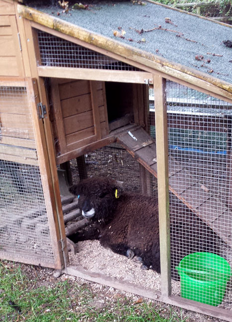 Blossom In The Chicken Run